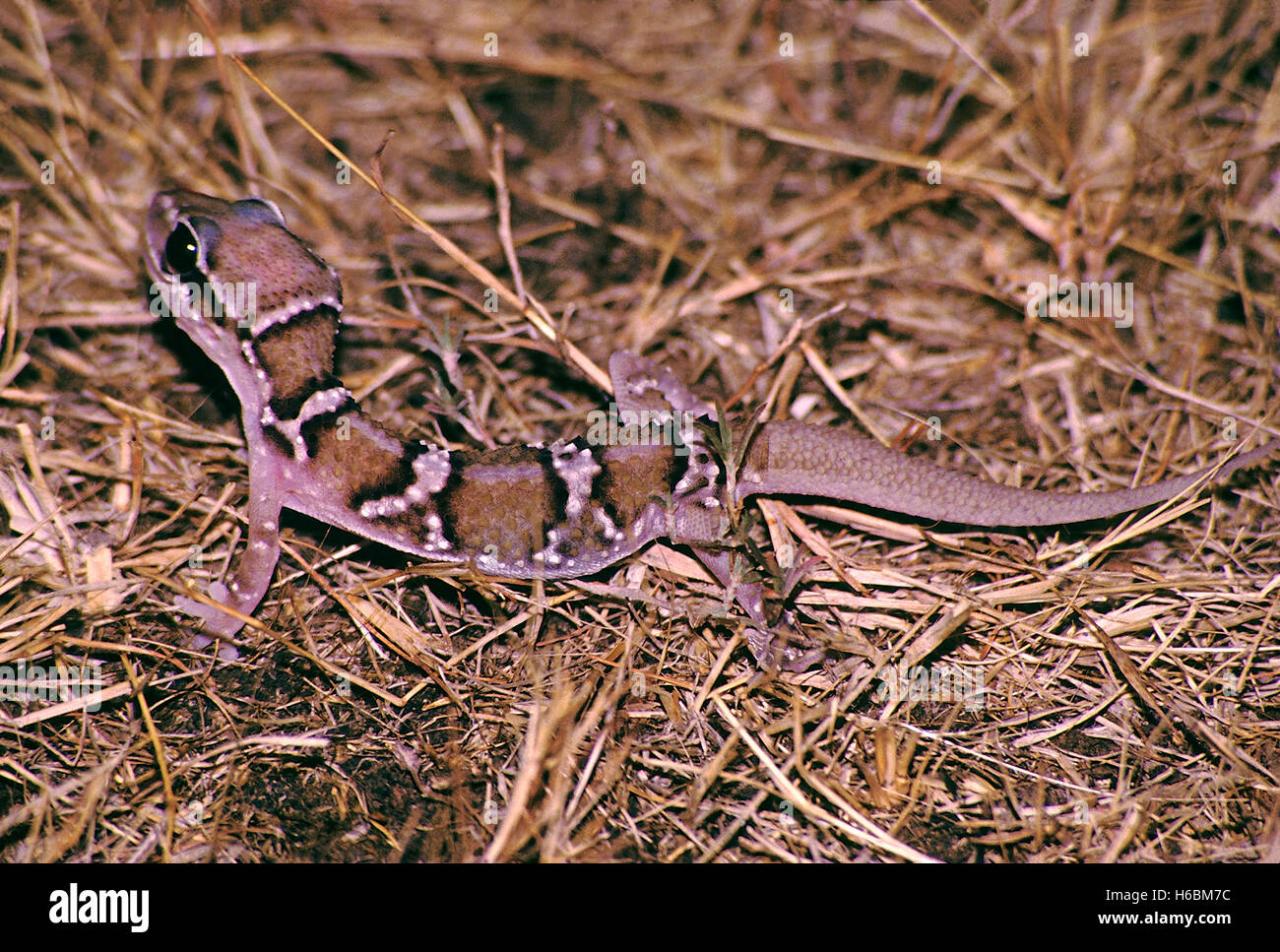 Termite Hill gecko, hemidactylus triedrus. Bunte Gecko in offenen Bereichen gefunden. ernährt sich von Termiten Stockfoto