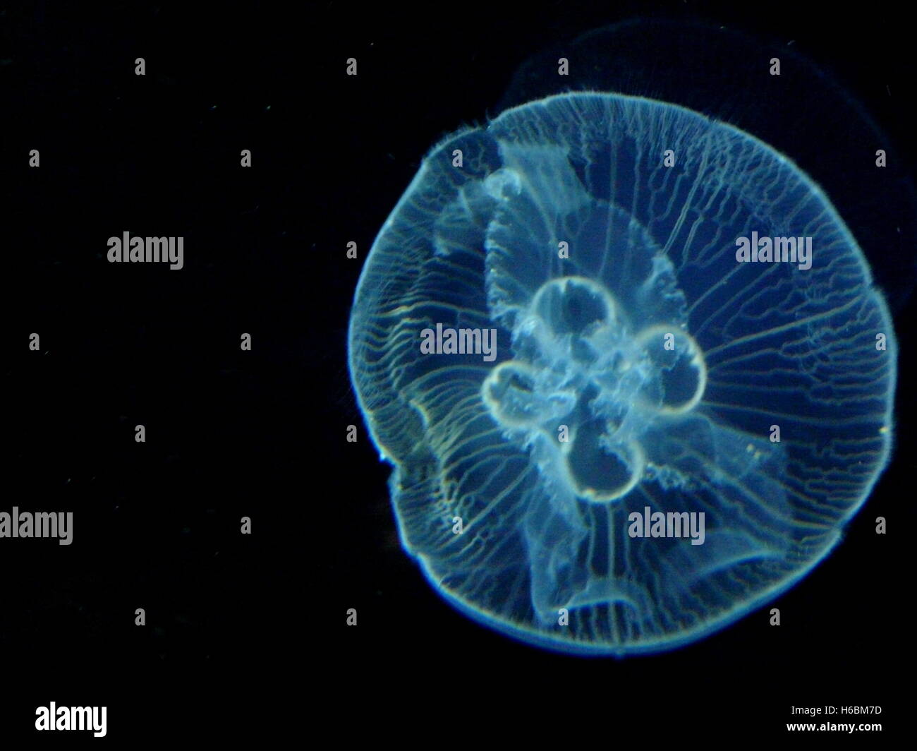 Transparente medusa vor einem tiefblauen Wasser Hintergrund. Wilden Qualle, elektrischen Farben. Marine Biologie, Tiere. Stockfoto