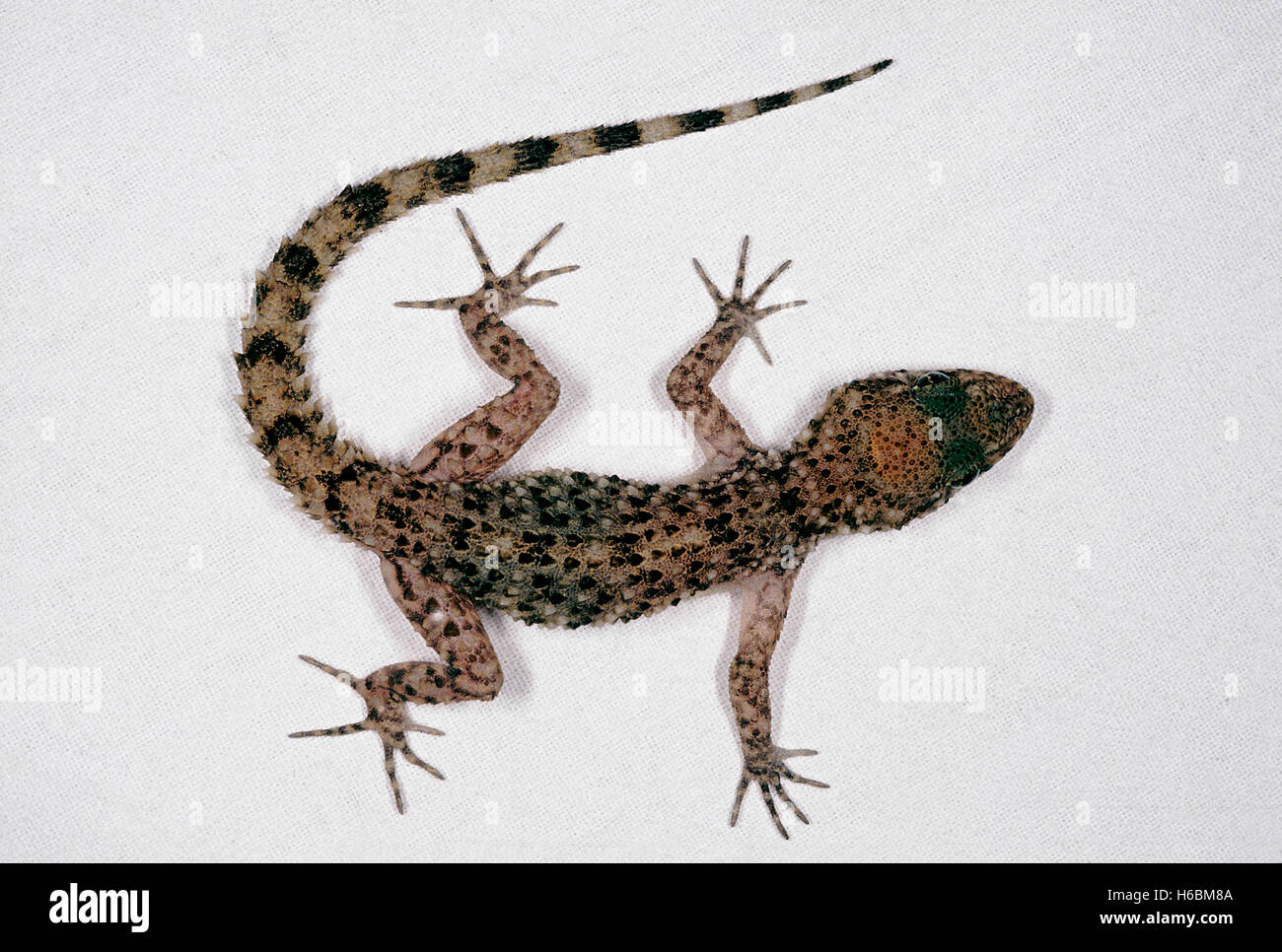 Gymnodactylus Scaber, rauh-tailed Gecko. Ein Boden Wohnung Gecko in Indien im westlichen Madhya Pradesh gefunden, Teile von Rajasthan und Gujarat. Stockfoto