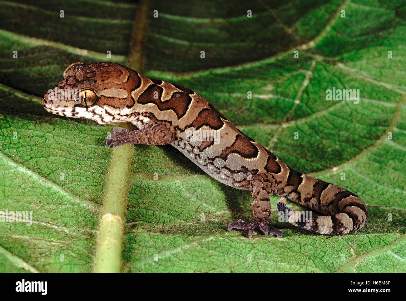 Gestromt Gecko. geckoella Nebulosa. Ein Boden Wohnung Gecko in Indien gefunden. Stockfoto