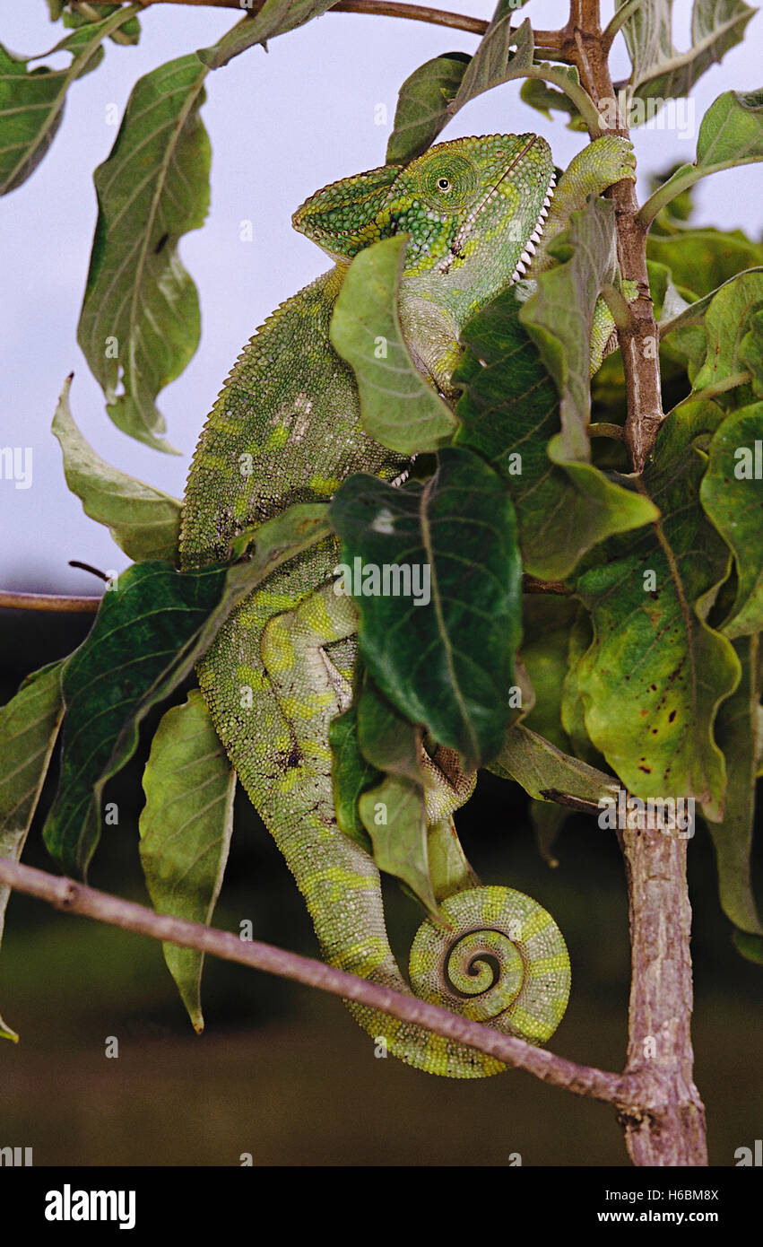 Das Chamäleon hat die Fähigkeit, seine Farbe sowie Schatten je nach seiner Stimmung und Umgebung zu ändern. Chameleon Zeylanicus Stockfoto