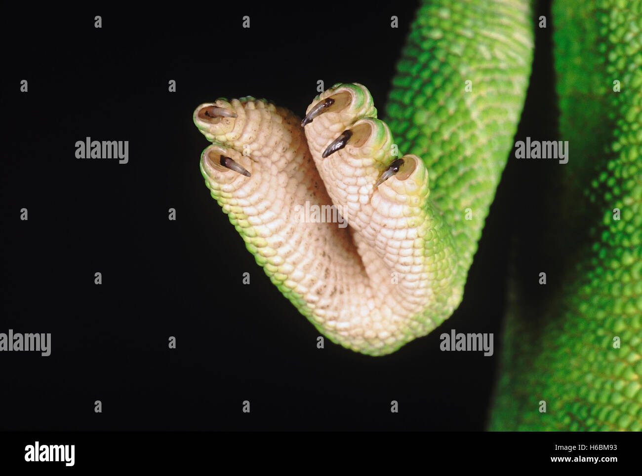 Chameleon zeylanicus. eine Nahaufnahme des Fußes und Klauen. Das chamäleon hat die Fähigkeit, seine Farbe und Schattierung ändern depe Stockfoto