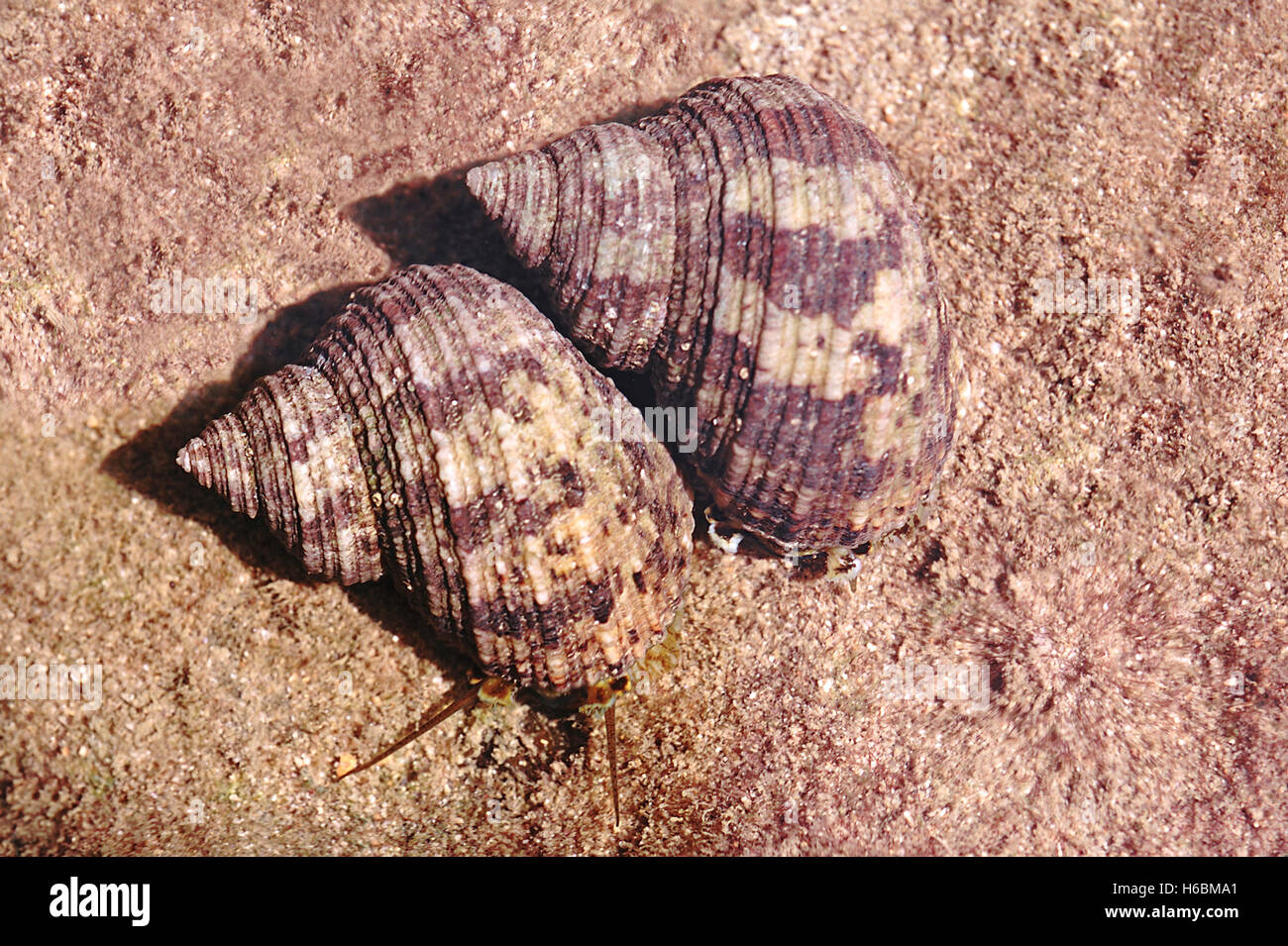 Meeresschnecken. Diese Schnecken werden wegen ihrer Muscheln ausgenutzt, die geschnitten, poliert und zu Knöpfen und anderen Modeaccessoires verarbeitet werden Stockfoto