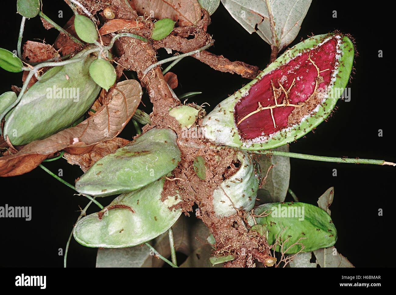 Die geschwollene Blätter und dünne Stengel myrmecophyte aus den Wäldern von den Andaman Inseln. Eines der Blätter geschnitten hat. Stockfoto