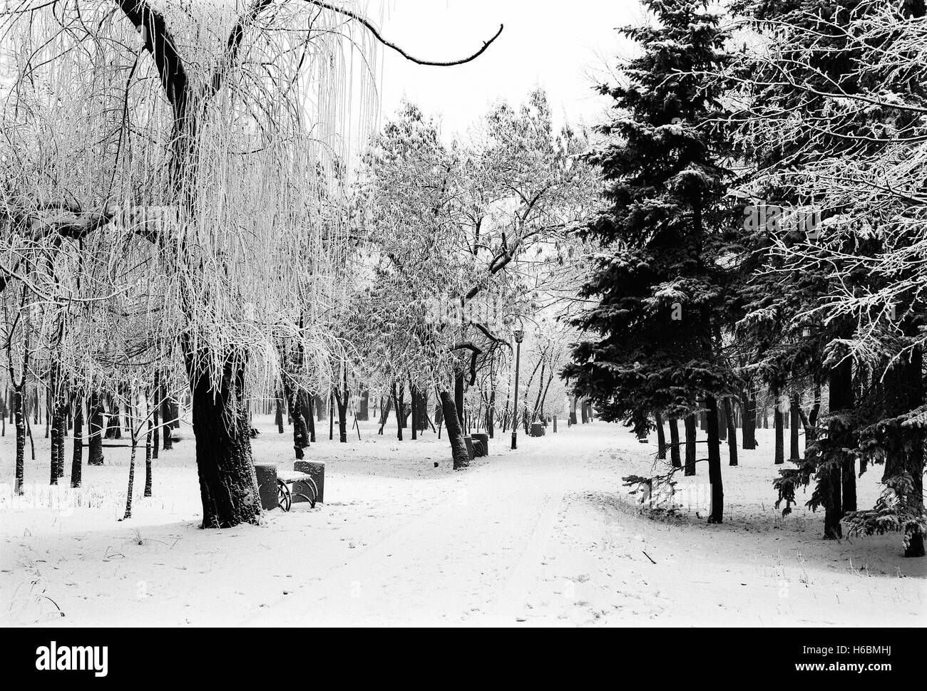 Gasse in der Stadtpark mit Bäumen und frostigen Zweige im Winter; monochrome Film gescannt Stockfoto