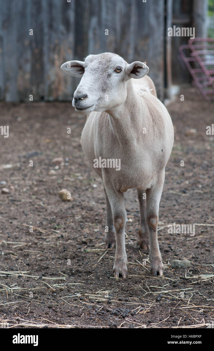 Ein Schaf geschoren steht allein in einem Scheunenhof auf der Suche nach Nahrung. Stockfoto