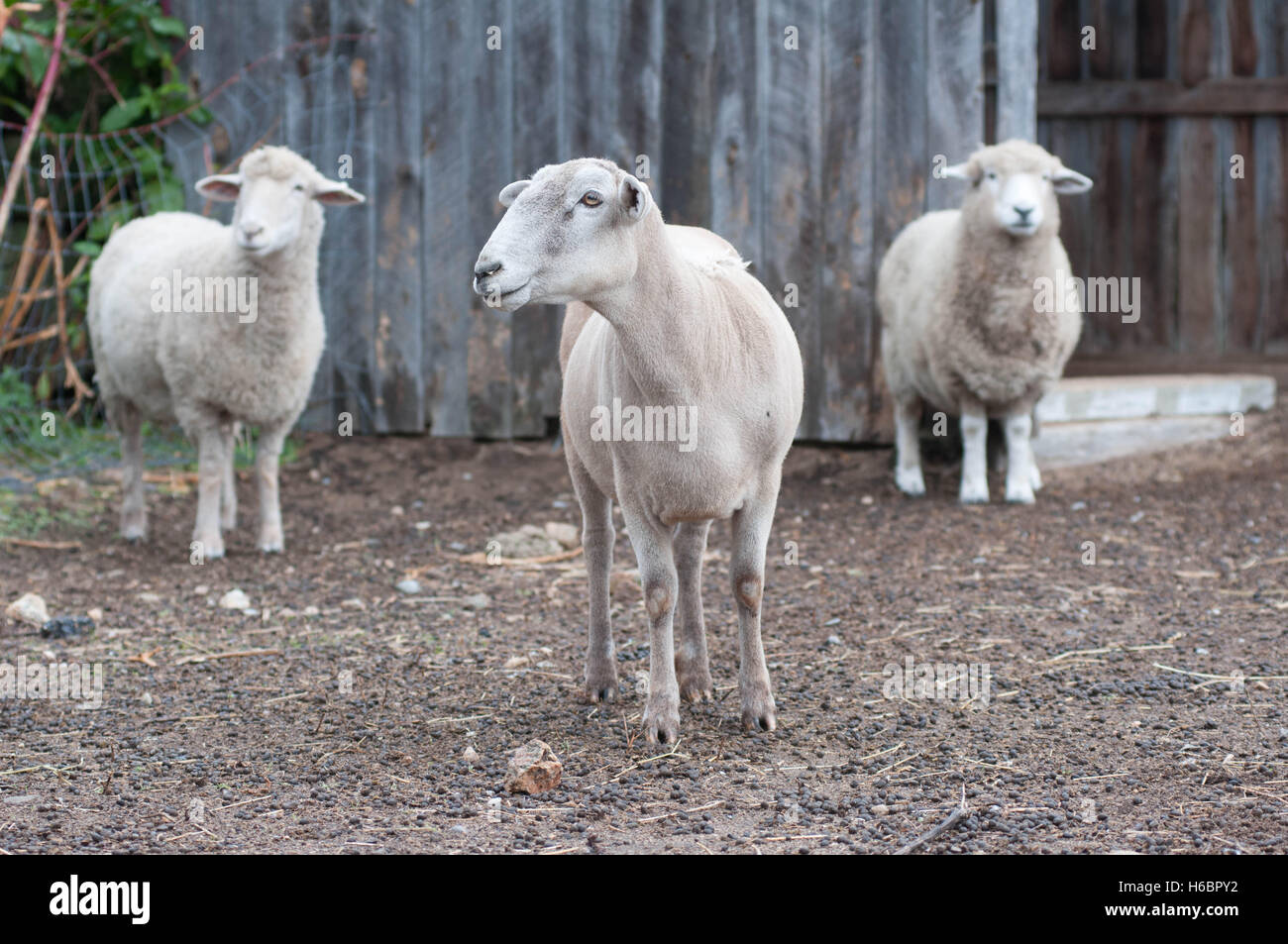 Drei Schafe, eine geschert, stehen in einem Hof und schauen auf den Betrachter. Stockfoto