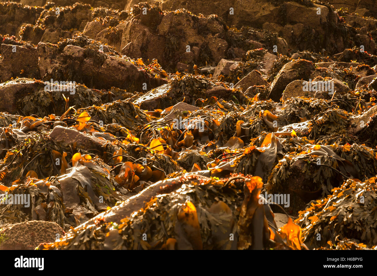 Ein Landschaftsbild von Braunalgen auf Felsen. Stockfoto