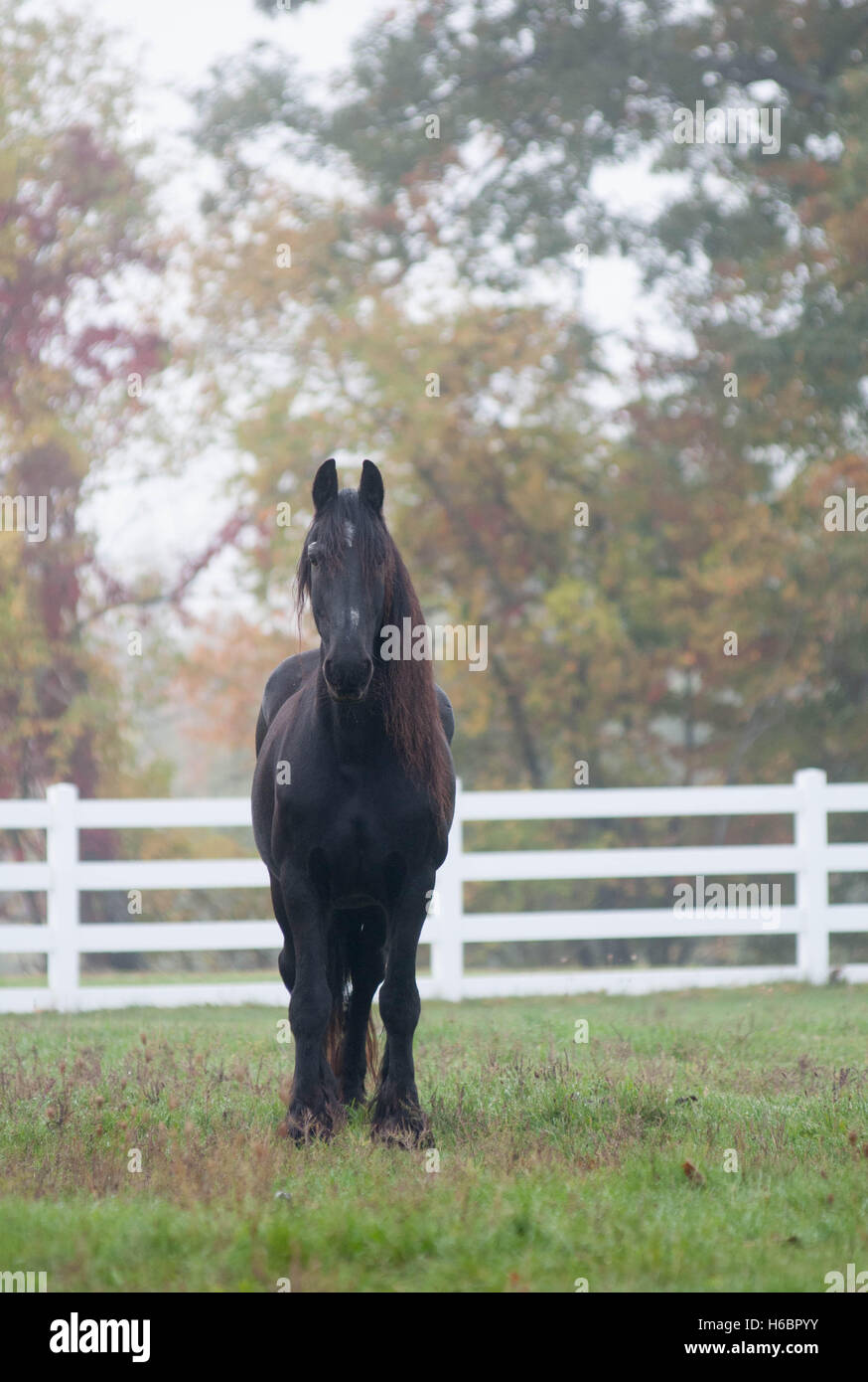 Ein schwarzes Pferd steht auf einer Weide an einem nebligen Herbstmorgen in New England. Stockfoto