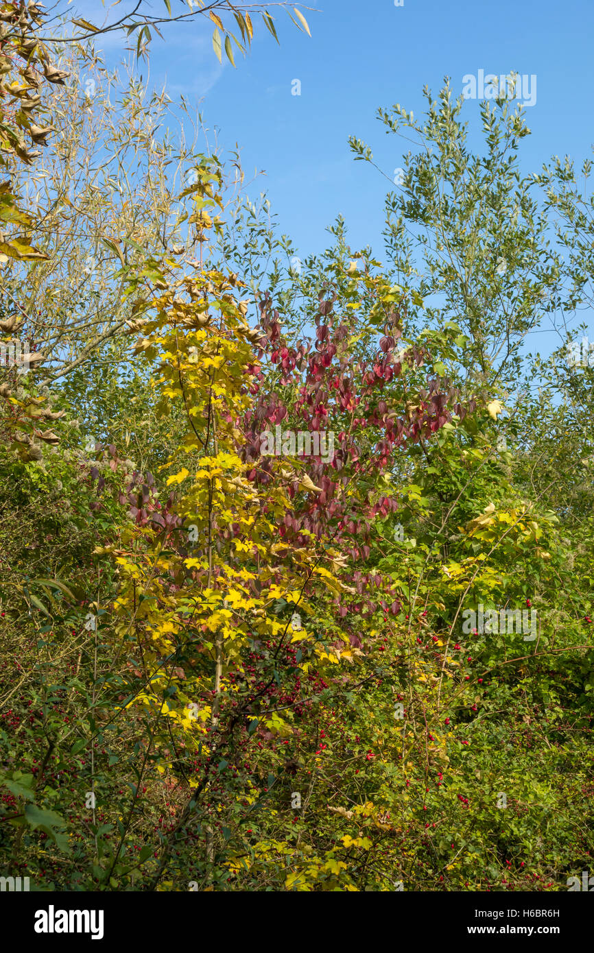 Herbstfärbung verlässt grün gelb rot Orange blau Himmel Milton 2016 Stockfoto