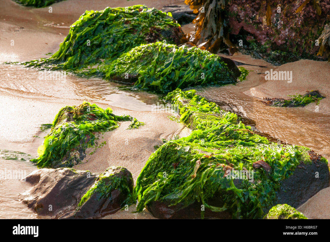 Ein Landschaftsbild von grünen Algen auf Felsen Stockfoto
