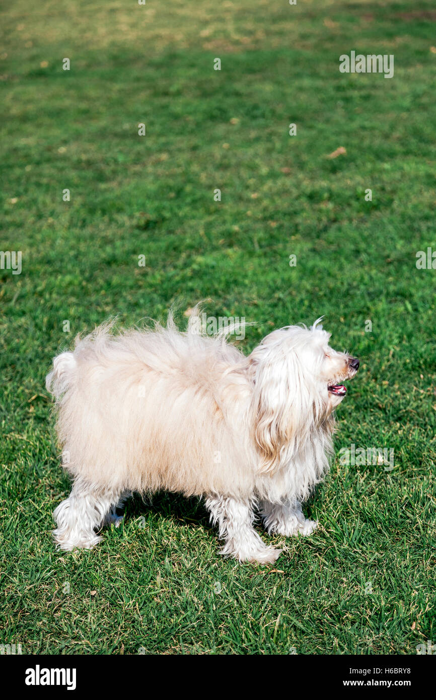 Porträt von einem Toypudel Hund sitzt in einem städtischen Park. Stockfoto