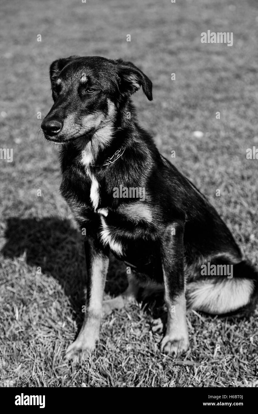 Beauceron mit Australian Shepherd Hund Portrait an einem sonnigen Tag in einem städtischen Park. Stockfoto