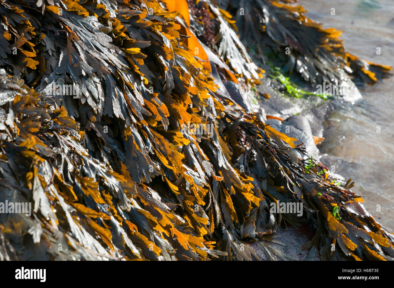 Eine Nahaufnahme Landschaftsbild von Algen auf einem Felsen. Stockfoto