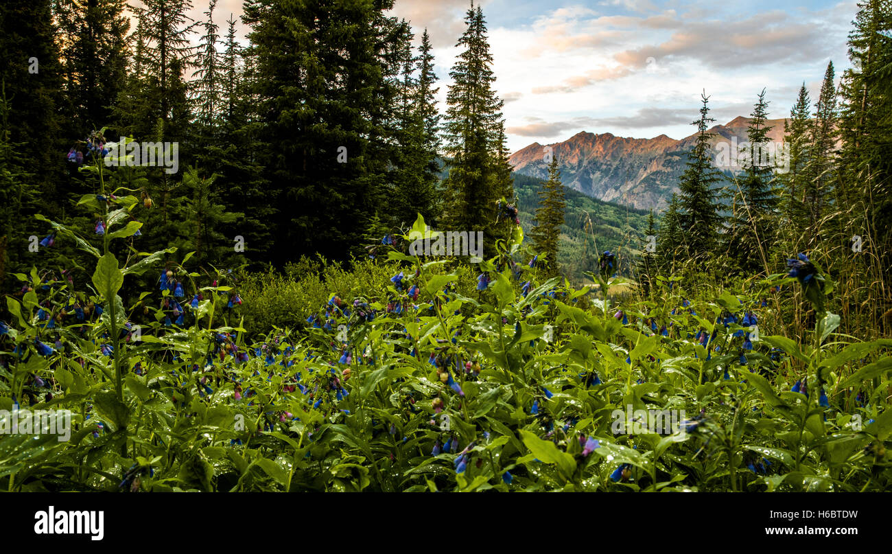 Sommer-Wildblumen in voller Blüte und ein buntes Sonnenuntergang in den Bergen in der Nähe von Copper Mountain, Colorado. Stockfoto