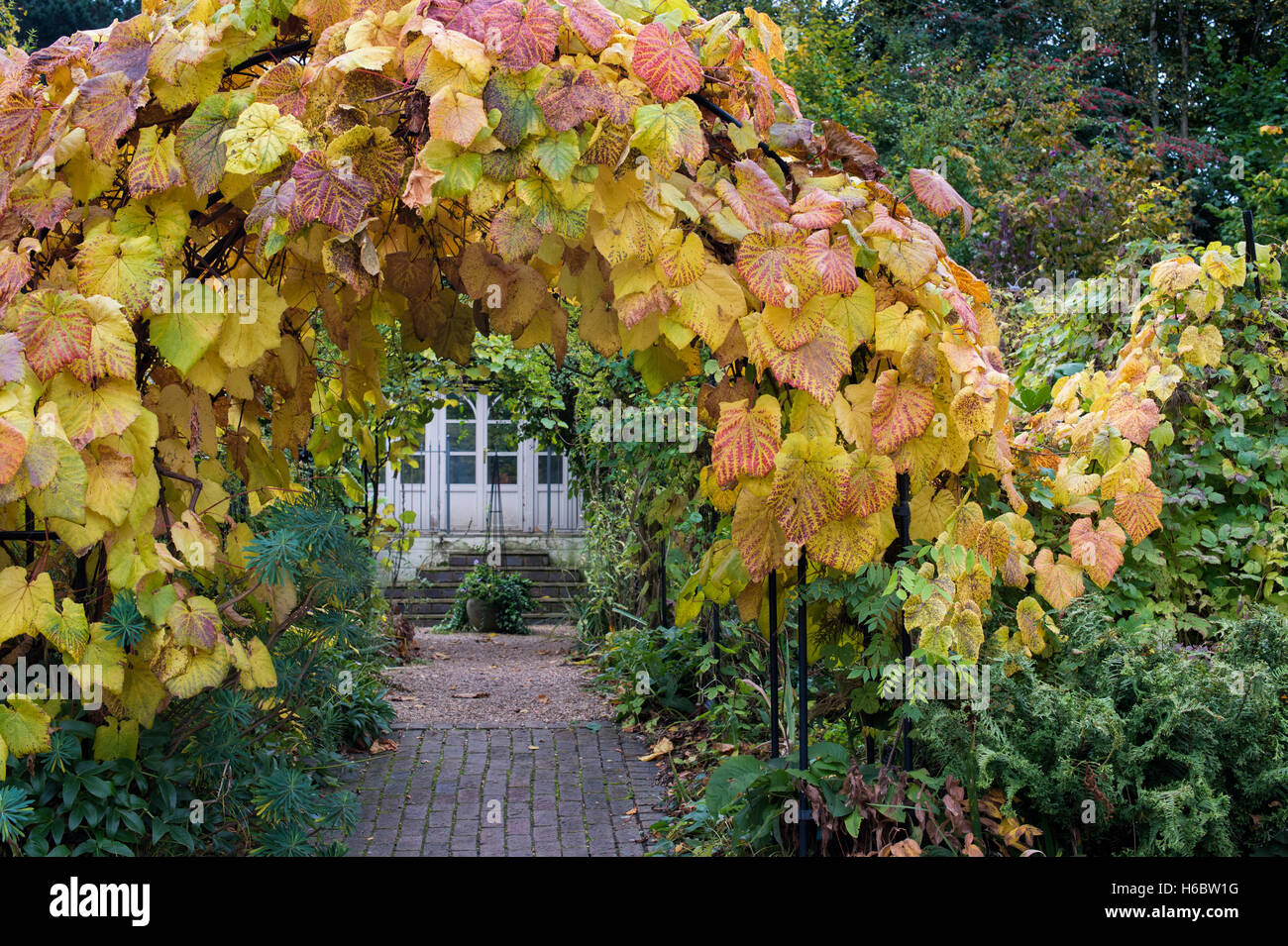 Vitis Vinifera verlässt. Weinrebe Blätter im Herbst in RHS Wisley Gardens, Surrey, England Stockfoto