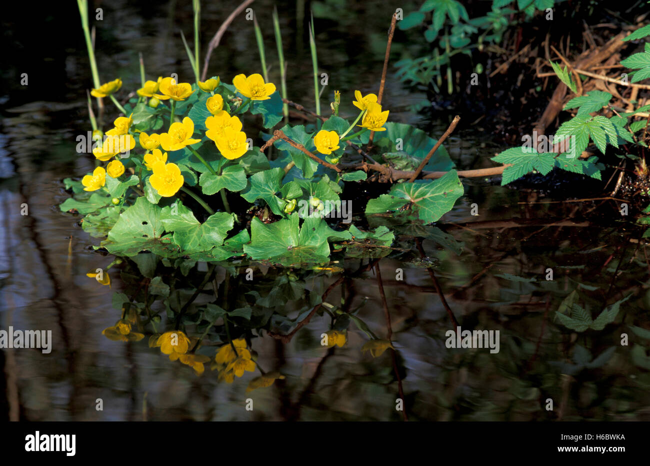Gelbe Marsh marigold Stockfoto