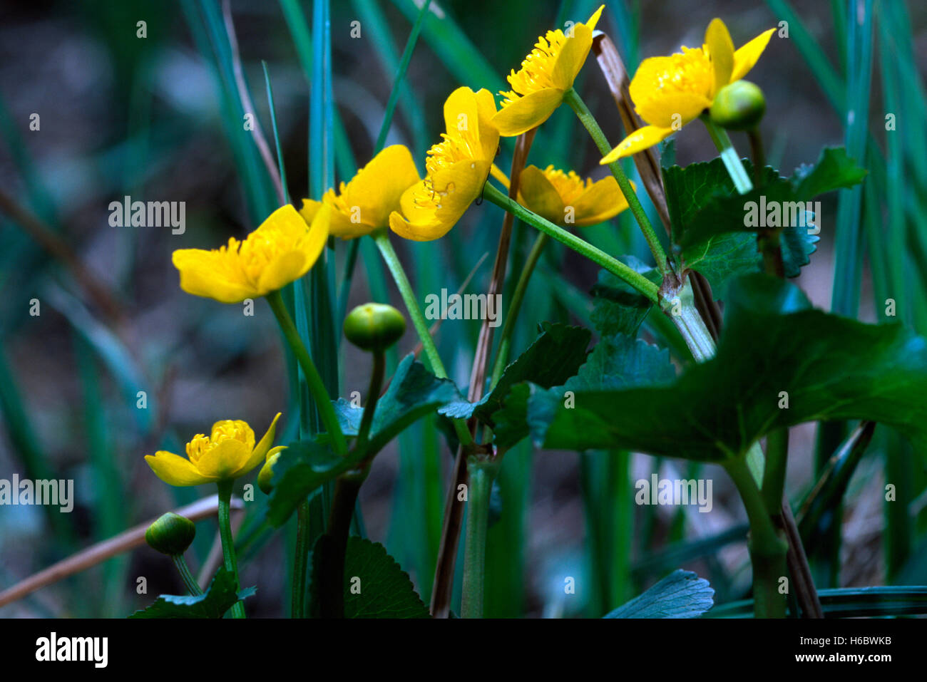 Gelbe Marsh marigold Stockfoto