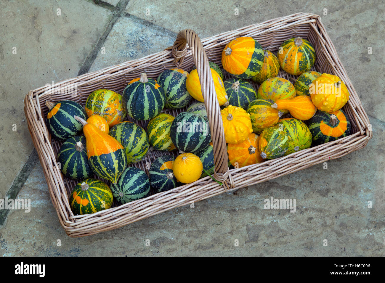 Gemischte Kürbisse auf Anzeigen Reife Früchte im Herbst Stockfoto