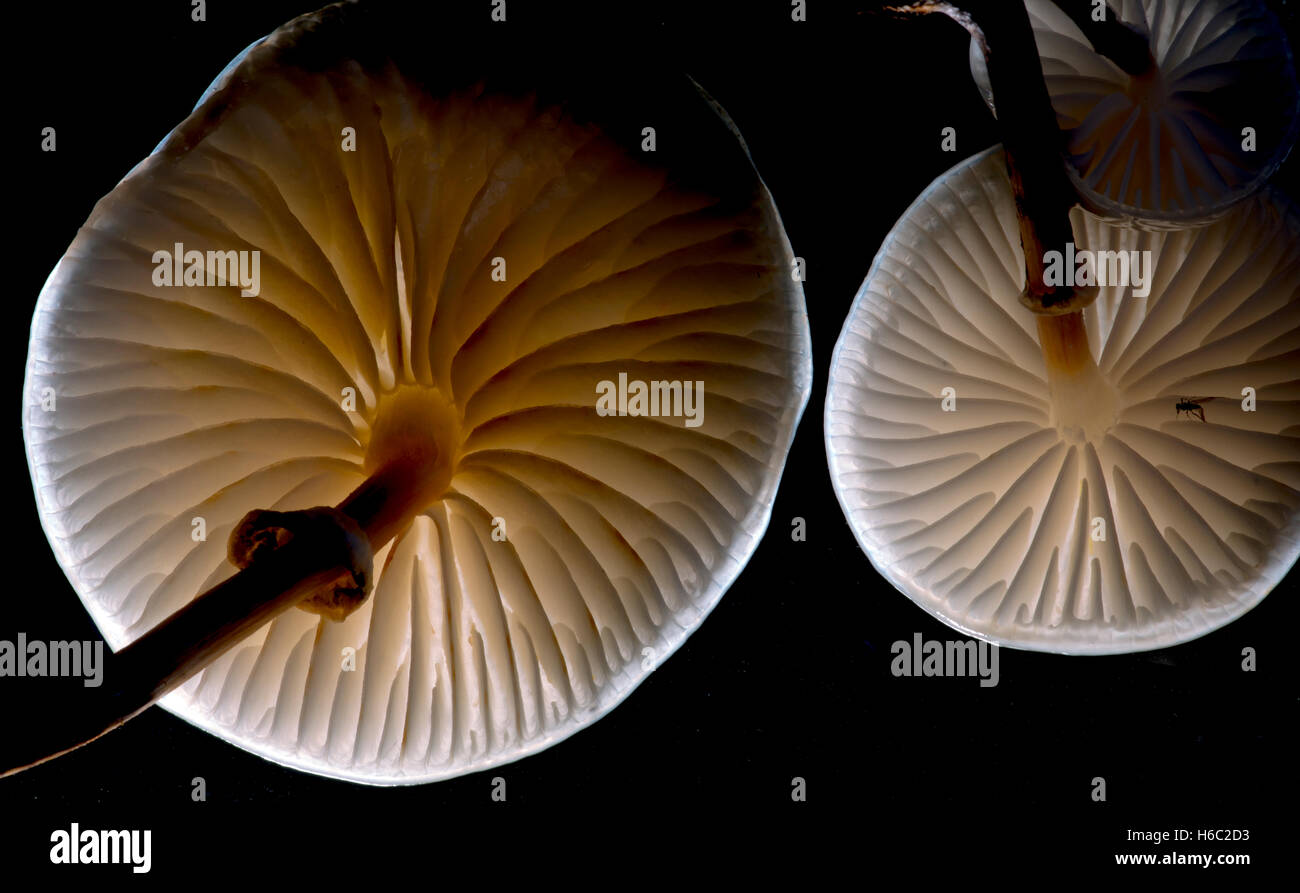 Porzellan-Pilz Oudemansiella Mucida wachsen auf Buche Stockfoto