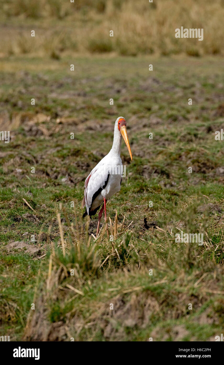 Ein Yellow billed Storch Mycteria Ibis Masai Mara Kenia Stockfoto