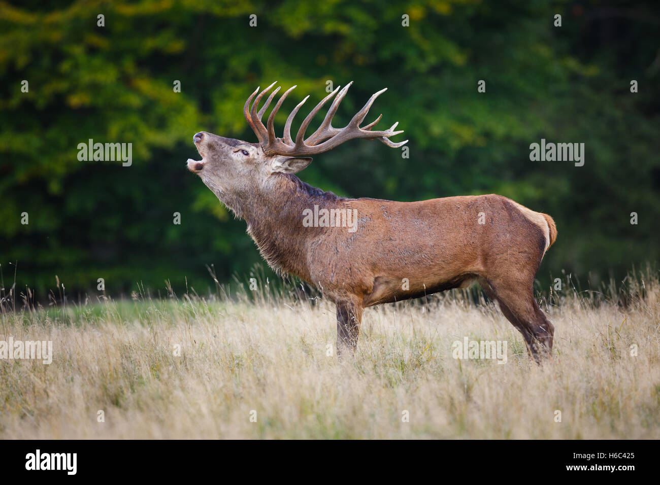 Rotwild-Hirsch während der Brunft Stockfoto