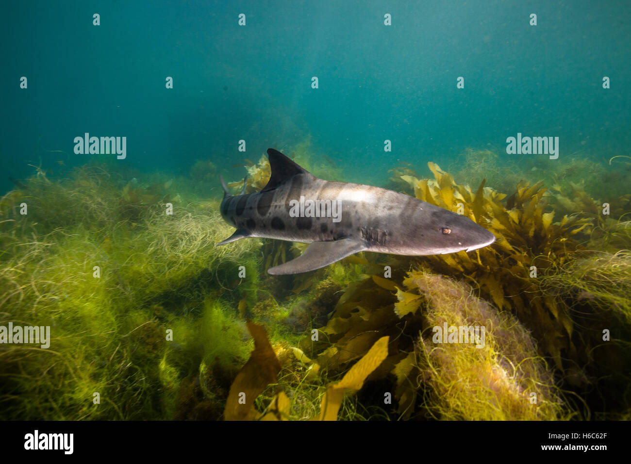 Wilde Leopardenhai oder Triakis Semifasciata Schwimmen im Pazifischen Ozean an der Küste der Insel San Clemente, Kalifornien. Stockfoto