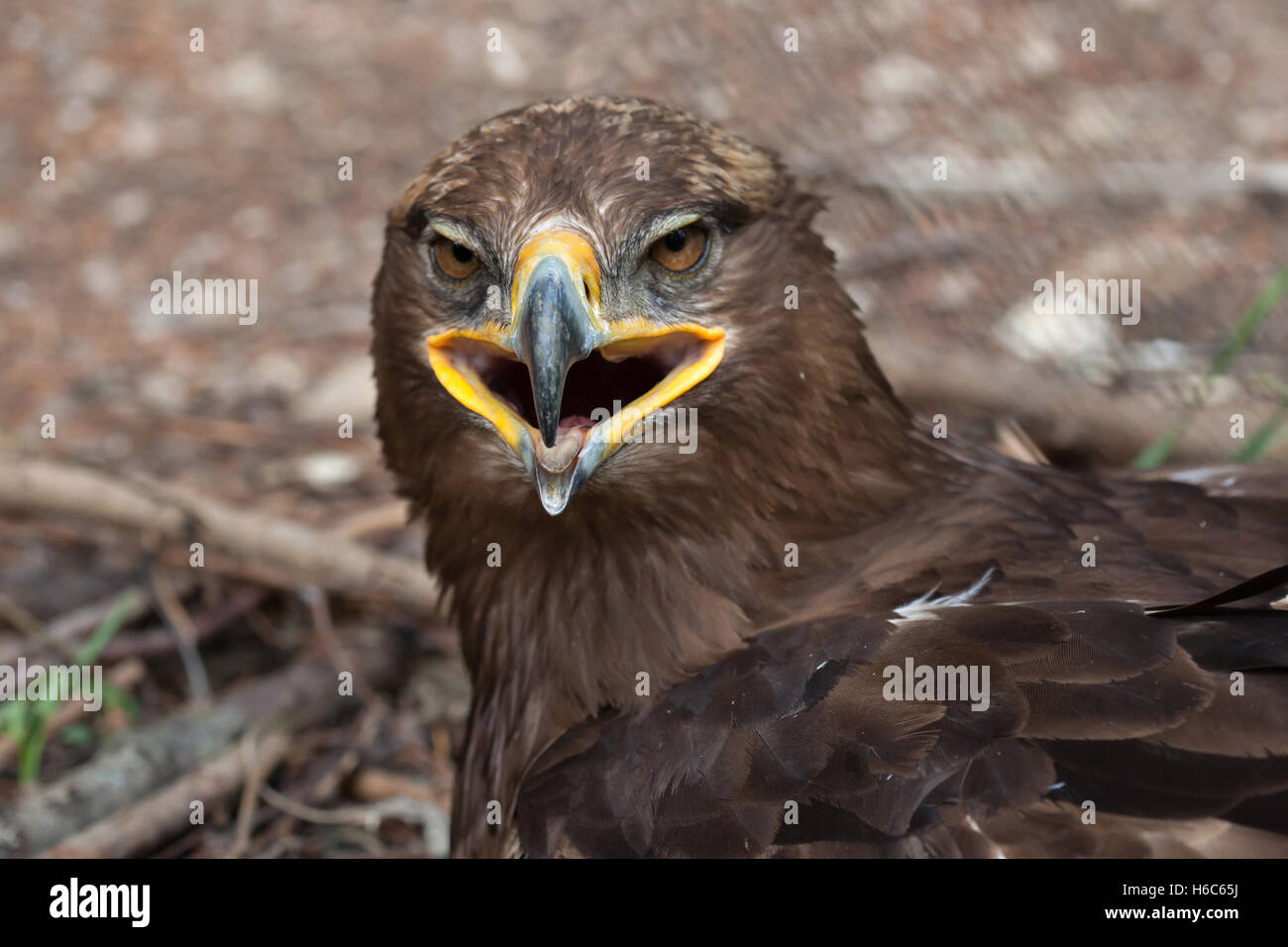 Steppenadler (Aquila Nipalensis). Tierwelt Tier. Stockfoto