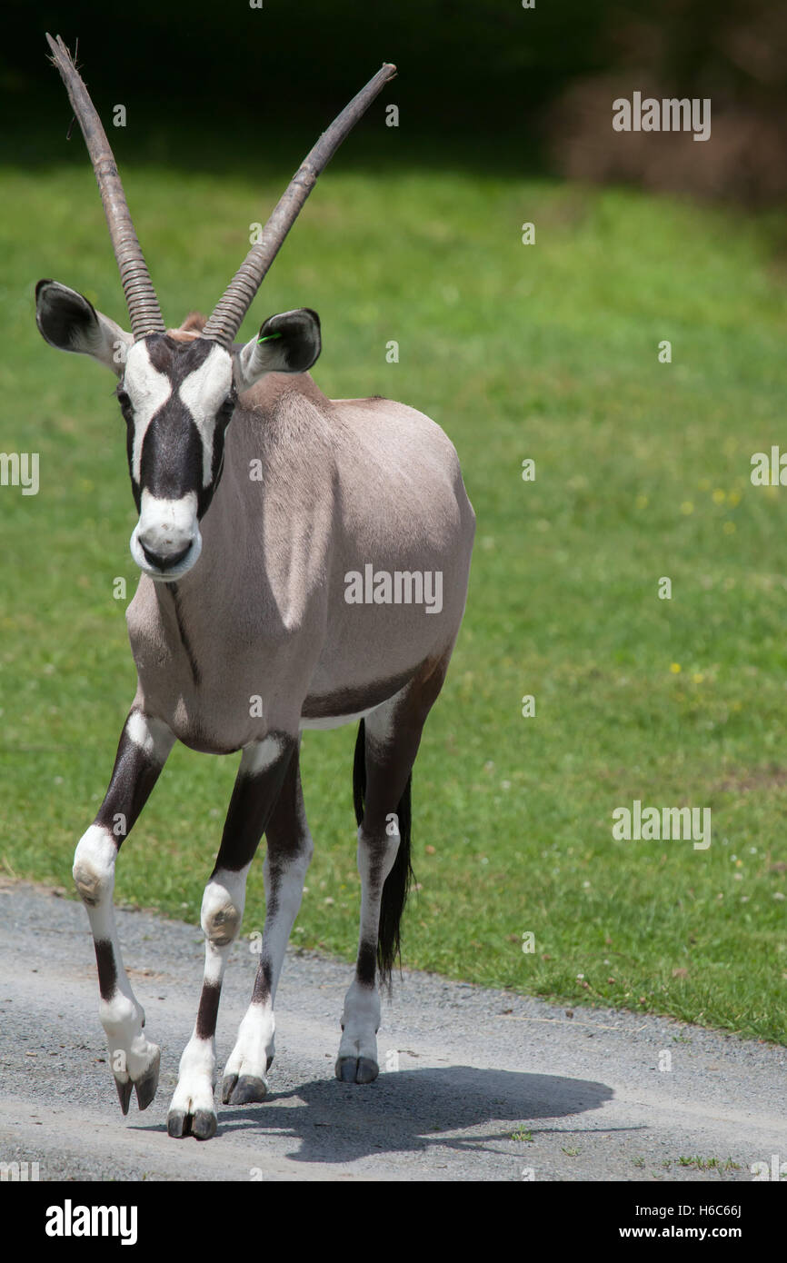 Oryx (Oryx Gazella Gazella), auch bekannt als die südlichen Oryx. Tierwelt Tier. Stockfoto