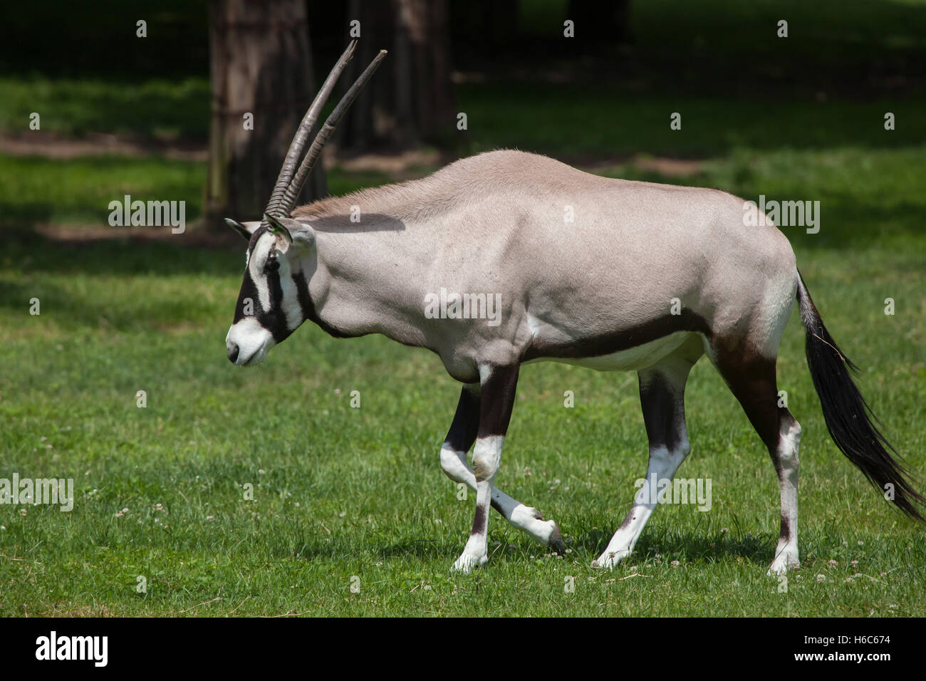Oryx (Oryx Gazella Gazella), auch bekannt als die südlichen Oryx. Tierwelt Tier. Stockfoto
