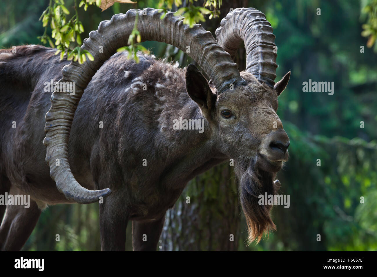 Sibirische Steinböcke (Capra Sibirica). Tierwelt Tier. Stockfoto