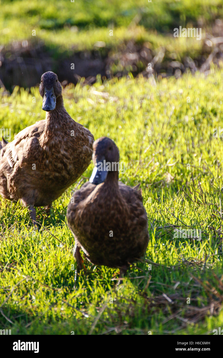 Enten zu spielen und laufen auf der Wiese Stockfoto