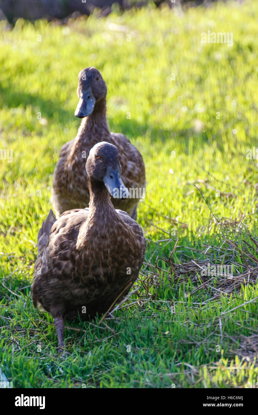 Enten zu spielen und laufen auf der Wiese Stockfoto