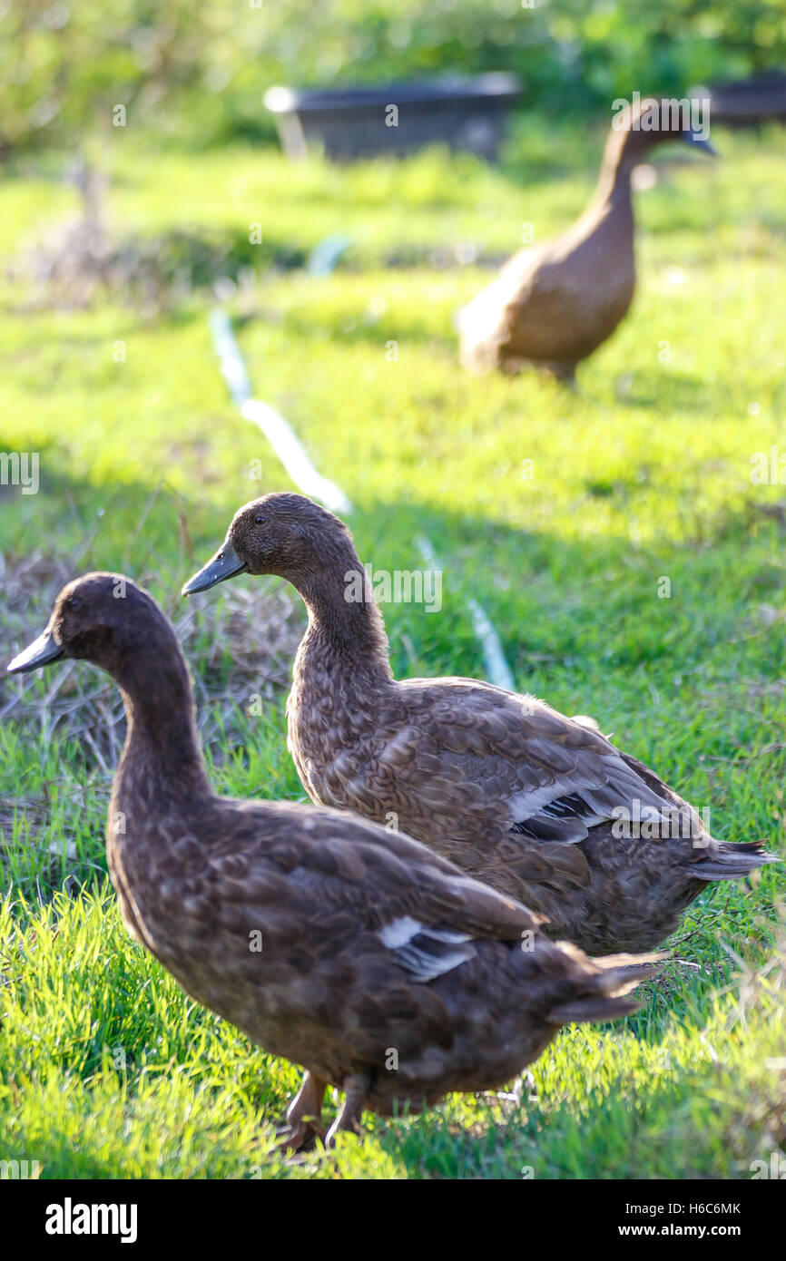 Enten zu spielen und laufen auf der Wiese Stockfoto