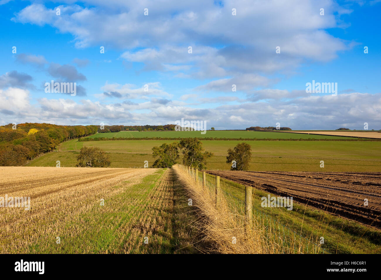 Einen Drahtzaun und einem grasbewachsenen Maultierweg zwischen eine herbstliche Stoppeln und einem schlammigen geernteten Kartoffelfeld auf die Yorkshire Wolds. Stockfoto