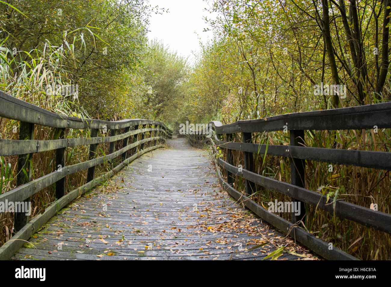 Erhöhten hölzernen Weg bei Shapwick Heath. Ungleichmäßige Holzsteg über Marschland im Naturreservat in Somerset, England, UK Stockfoto