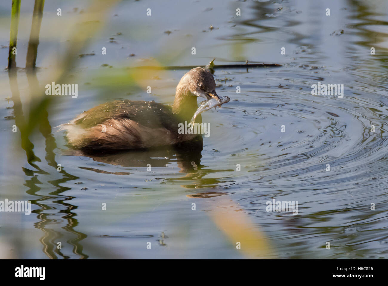 Zwergtaucher (Tachybaptus Ruficollis) mit Fisch im Schnabel. Kleine Wasser-Vogel in der Familie Podicipedidae, in dumpfen Winterkleid Stockfoto
