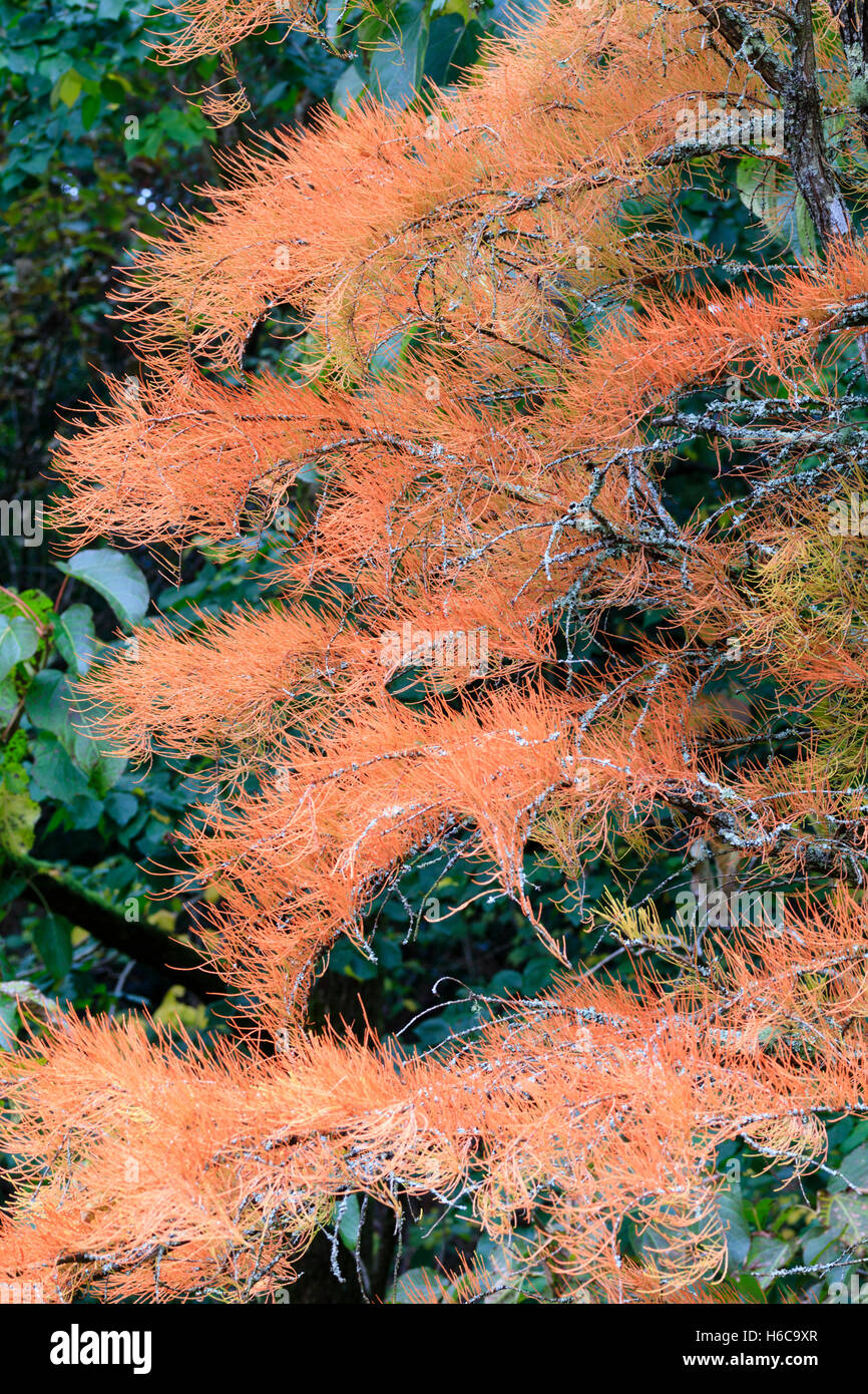 Herbstlaub der Teich Cypress, Taxodium Distichum var. Imbricatum 'Nutans' (ehemals Taxodium Ascendens 'Nutans') Stockfoto
