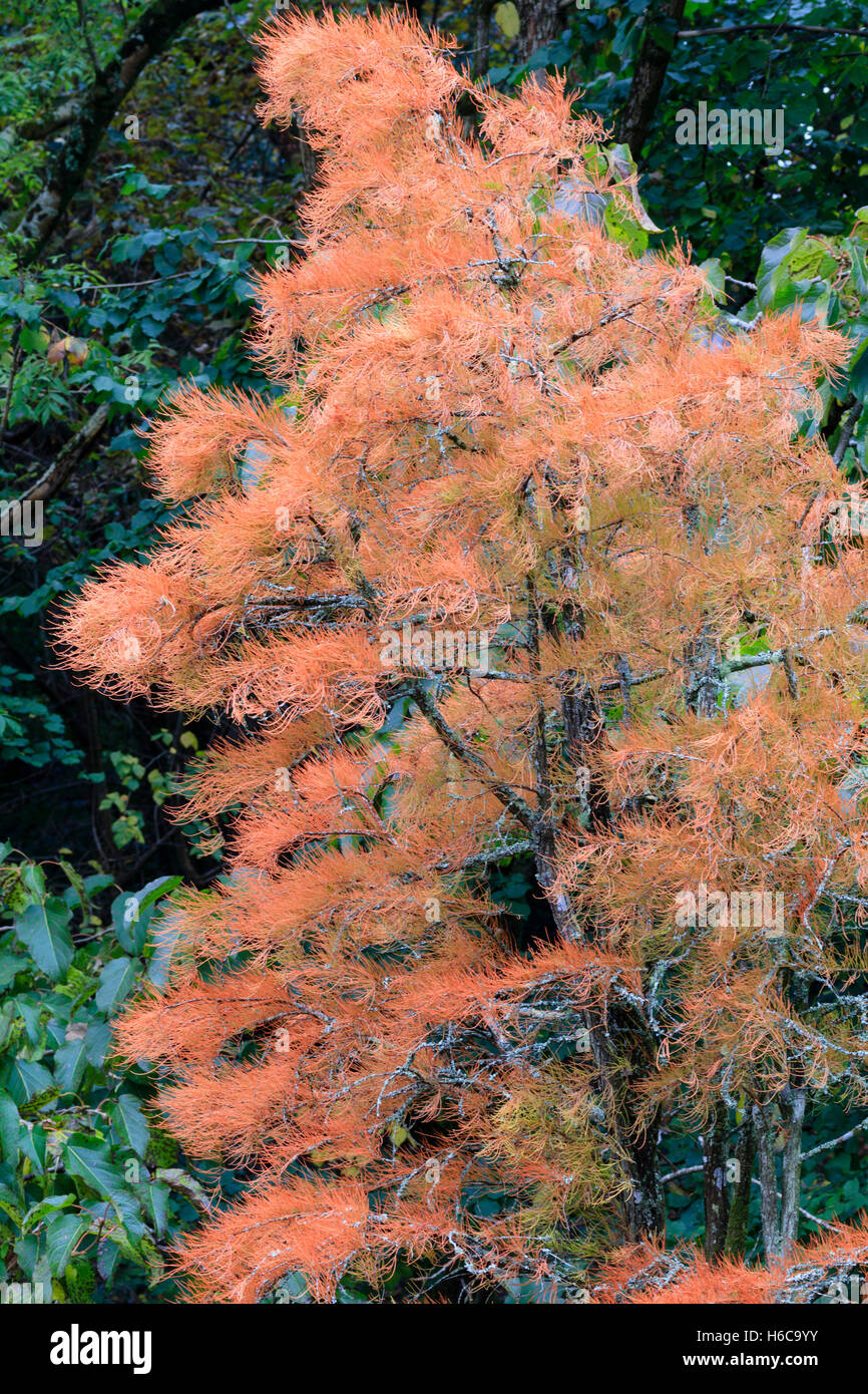 Herbstlaub der Teich Cypress, Taxodium Distichum var. Imbricatum 'Nutans' (ehemals Taxodium Ascendens 'Nutans') Stockfoto