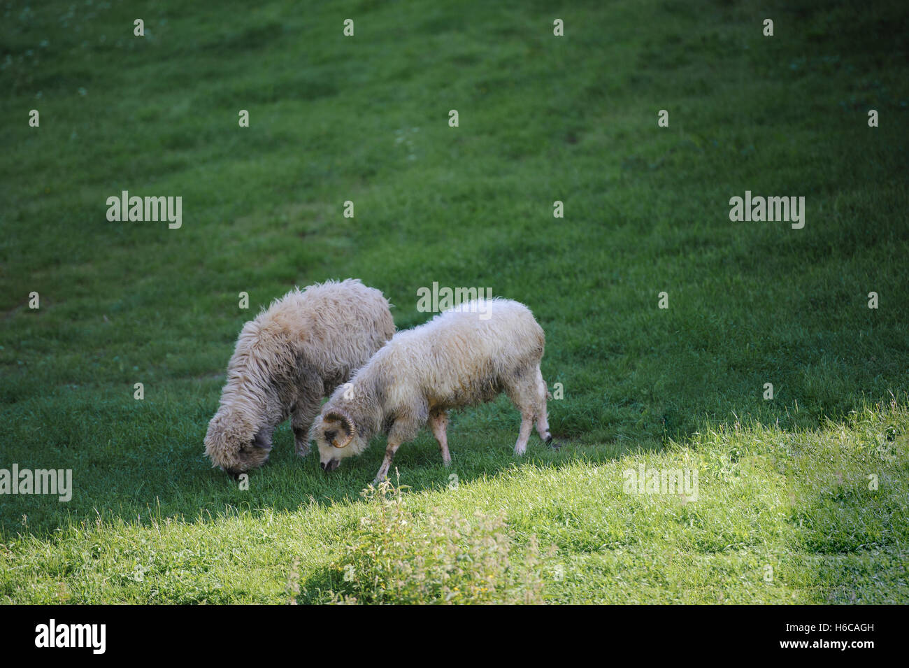 Das kleine Schaf Herde auf der grünen Wiese. Stockfoto