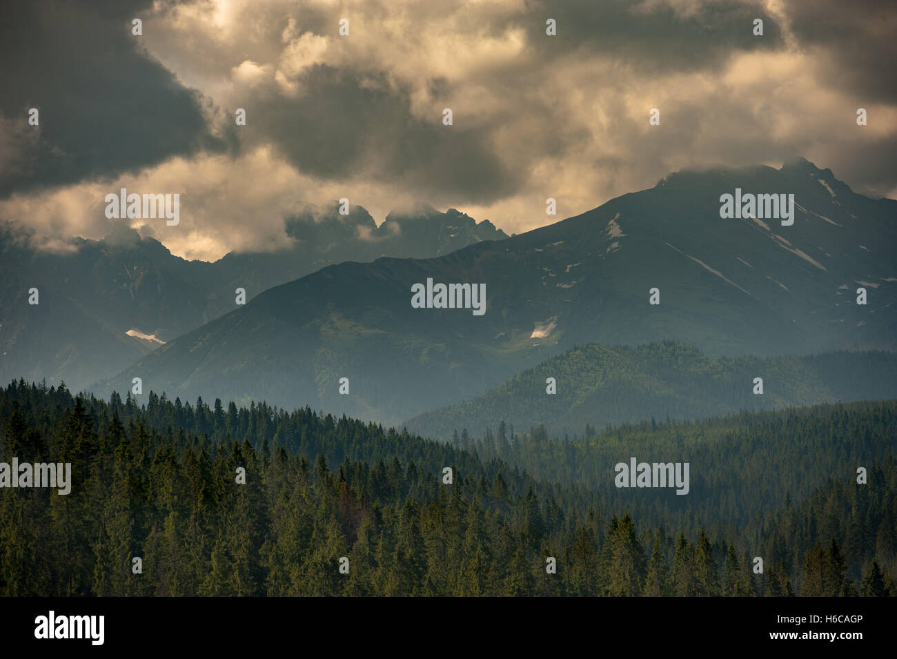 Wald. Grünen Berg Waldlandschaft. Nebligen Bergwald. Fantastischen Waldlandschaft. Bergwald in Wolken Landschaft. Stockfoto