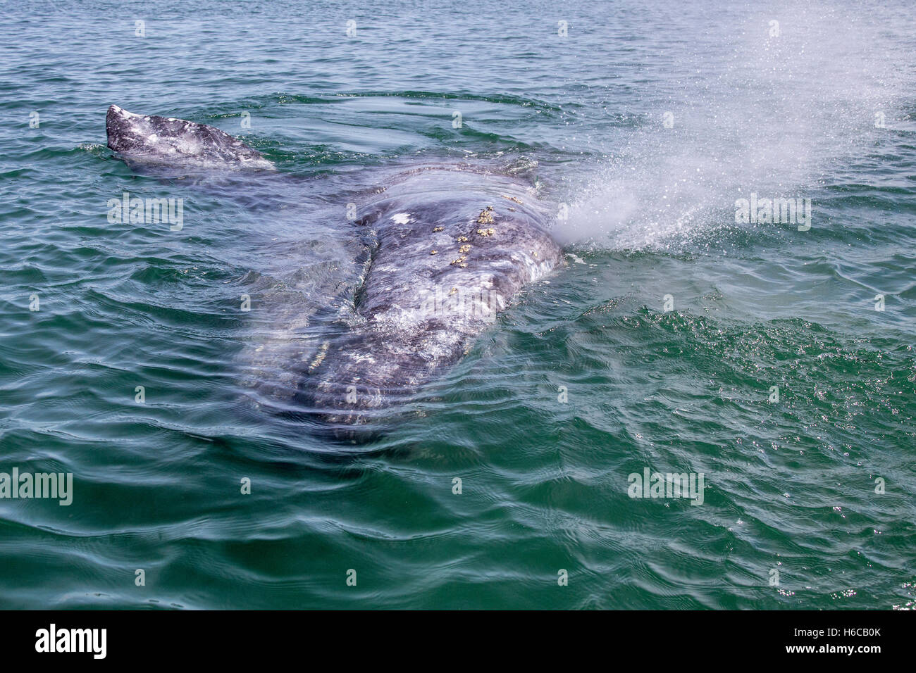 REDAKTIONELLE NUTZUNG NUR SAN IGNACIO LAGUNE, BAJA, MEXIKO 13. FEBRUAR 2014 Stockfoto