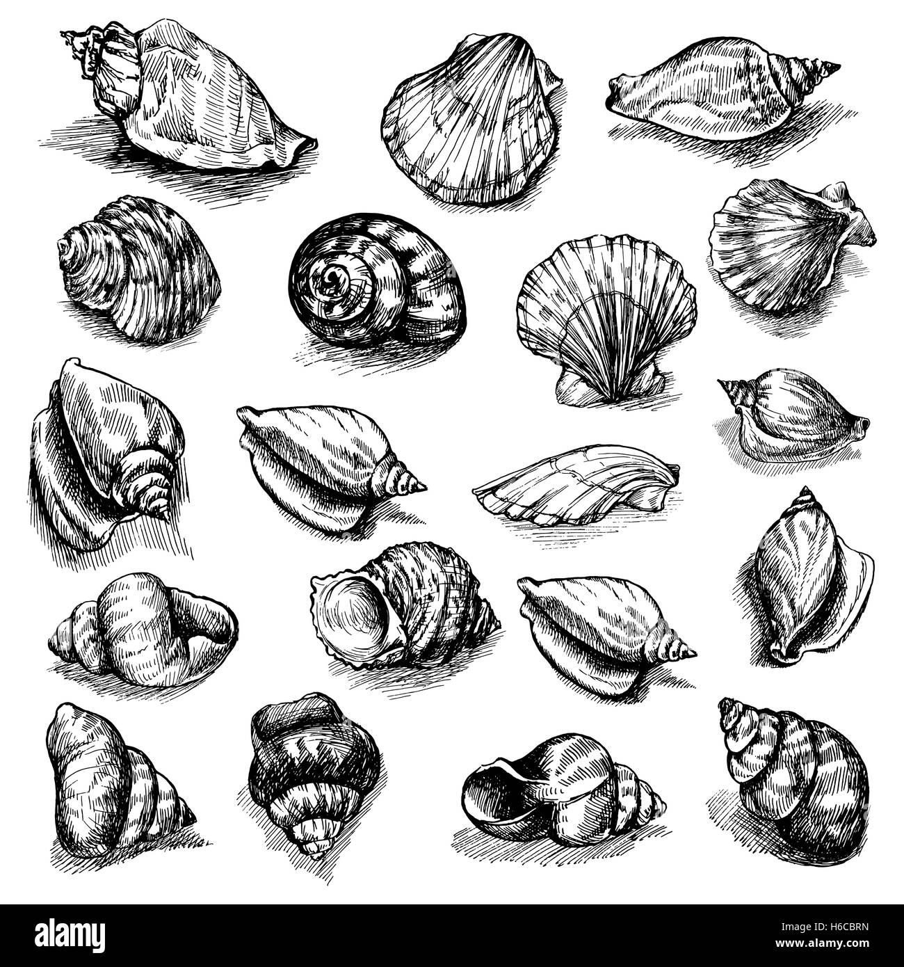 Großen Vektor Sammlung von skizzierten Muscheln isoliert auf weißem Hintergrund. Handgezeichnete Meer-Tiere-set Stock Vektor