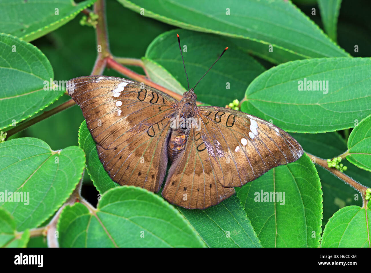 Weibliche indische Sonnenstrahl Schmetterling, Curetis Thetis, sitzen auf grünen Blättern Stockfoto