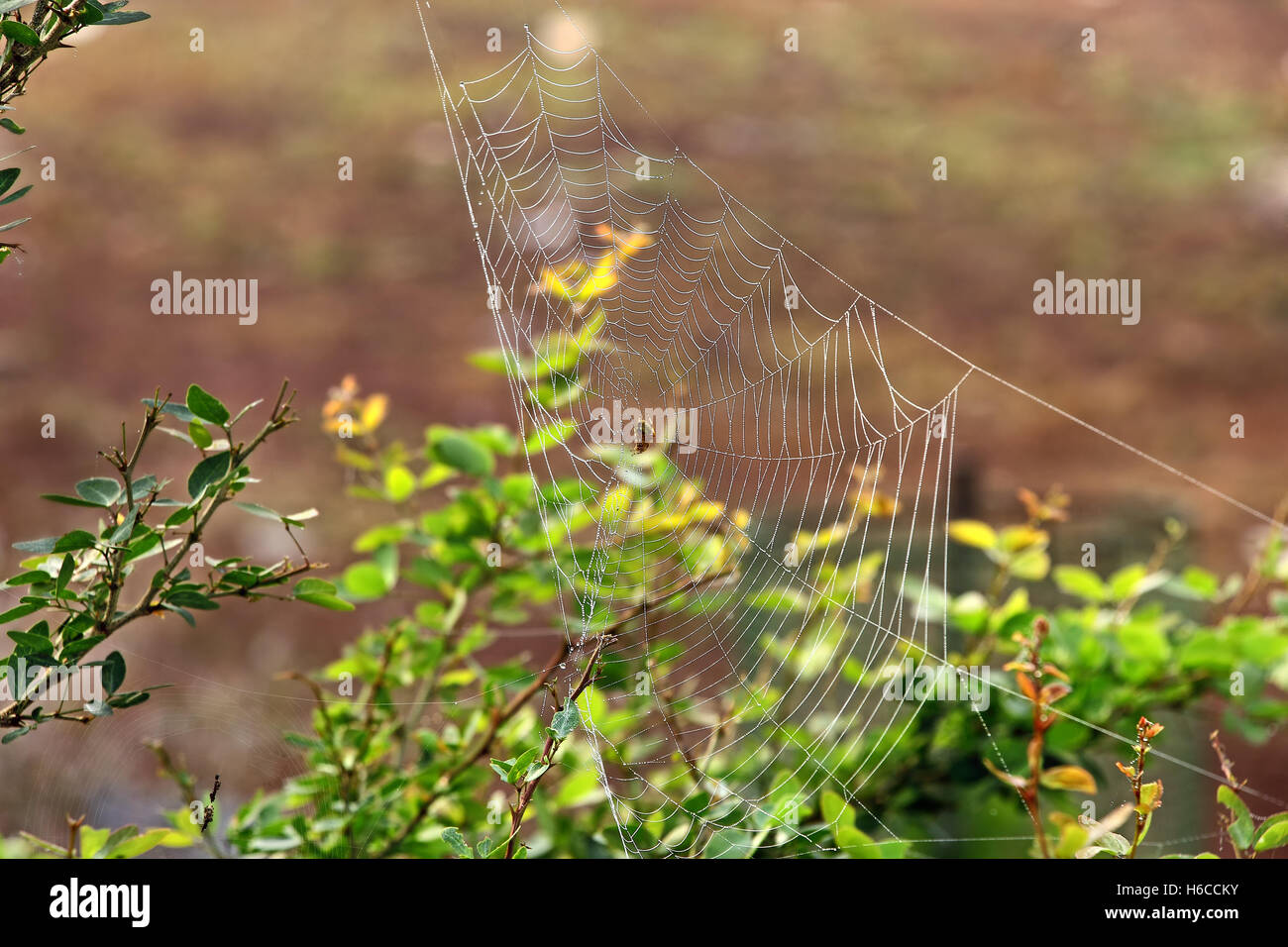 Glitzerndes Spinnennetz mit Tau fällt unter Busch Vegetation an Herbstmorgen Stockfoto