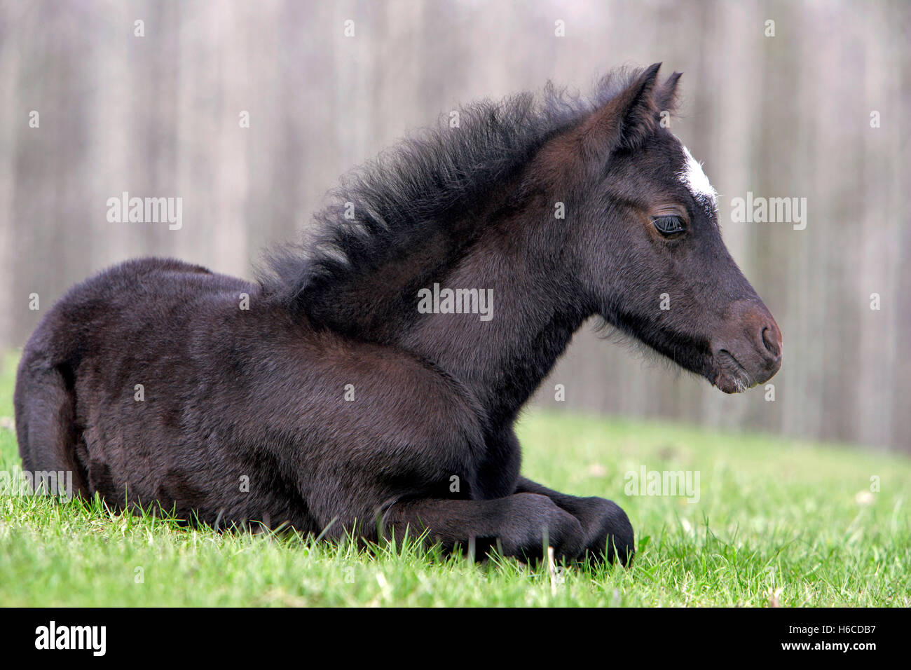 Black Welsh Pony Fohlen, eine Woche alt, auf der Weide ruht Stockfoto