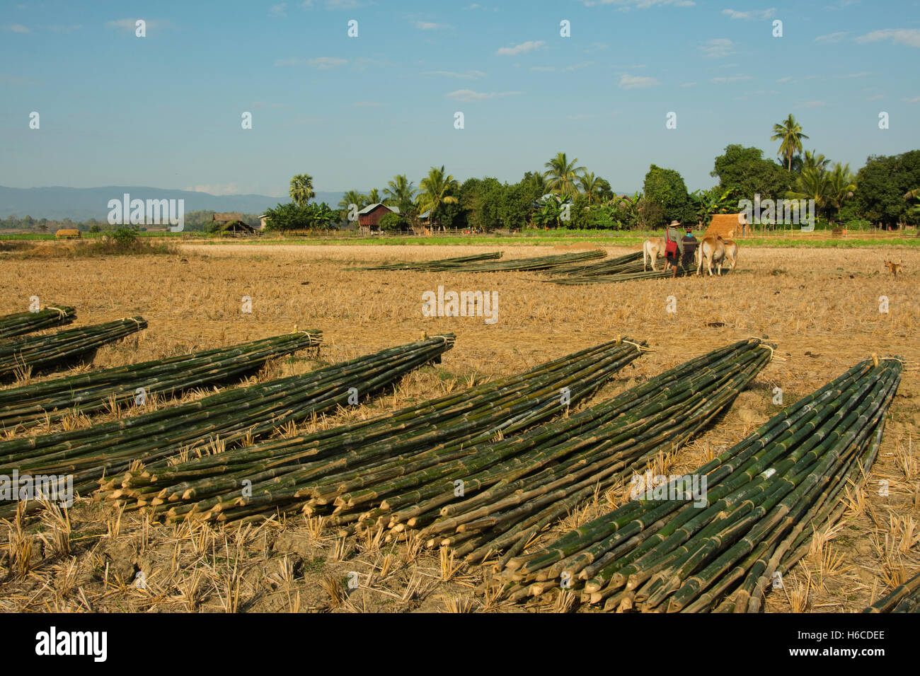 Asien, MYANMAR (BURMA), Sagaing Division, Kalywa, Chindwin Fluss, Taya Dorf, Bambus-Stangen, die Trocknung im Vordergrund mit Heuhaufen o Stockfoto