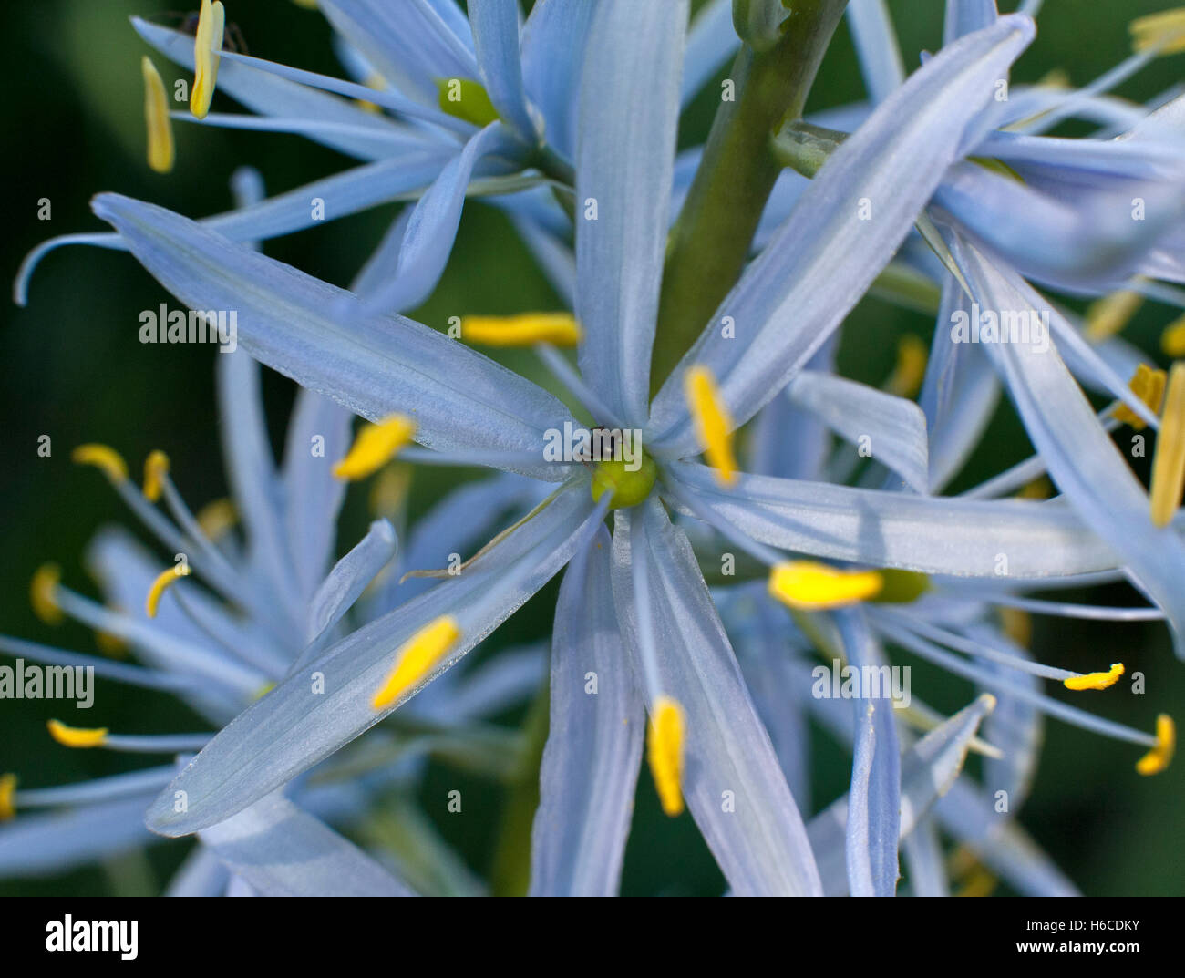 Nahaufnahme von Camassia Cusickii, gemeinsamen Namen Cussick camas Stockfoto