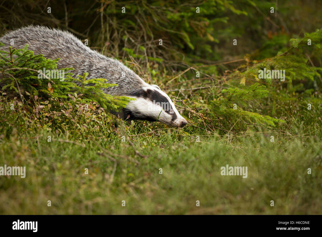 Dachs, Meles Meles, Europäischer Dachs Stockfoto