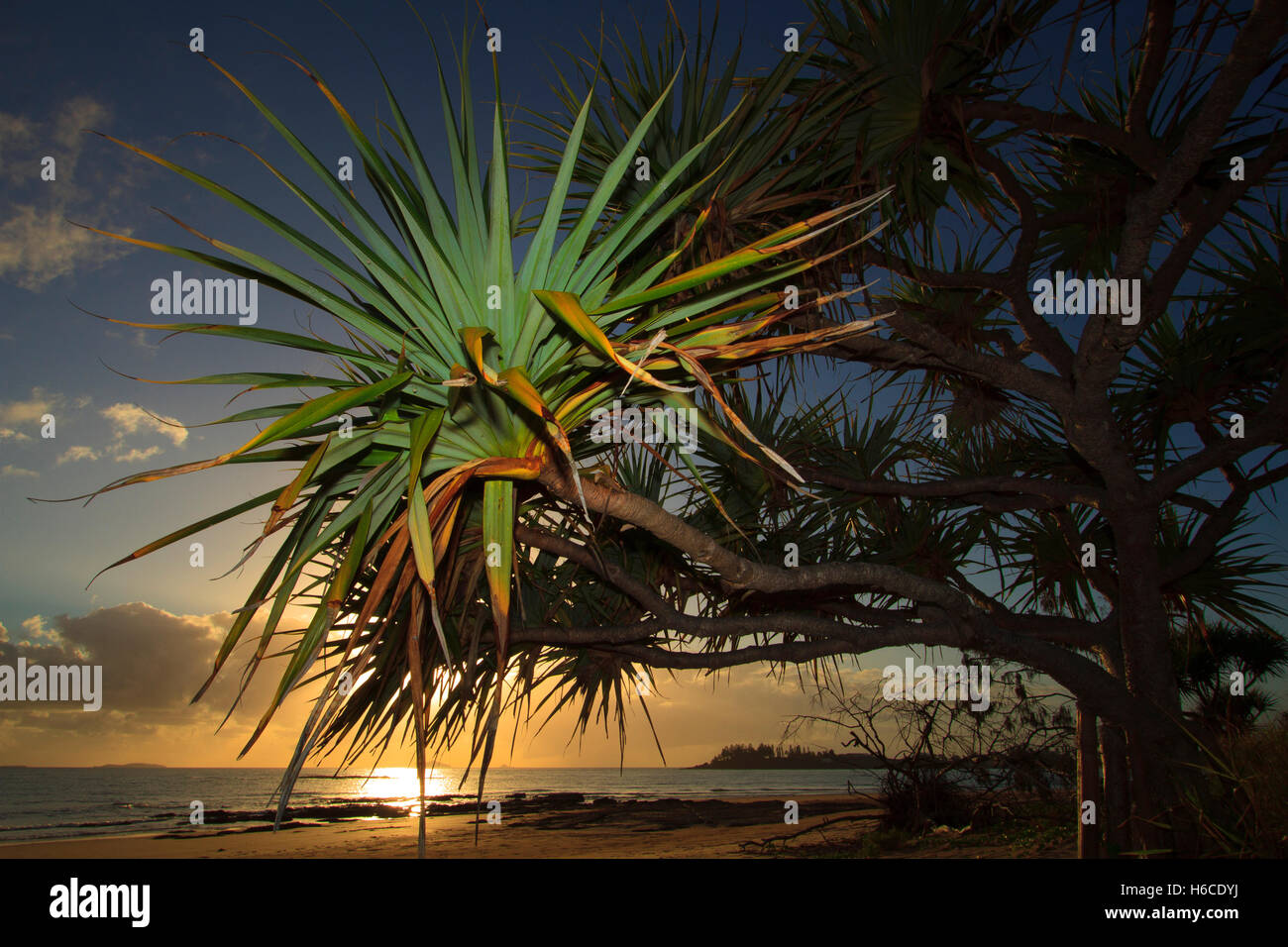 Schrauben Sie Kiefer, Pandanus Tectorius mit Strand und Meer im Hintergrund früh morgens Sonnenaufgang im tropischen Queensland, Australien Stockfoto
